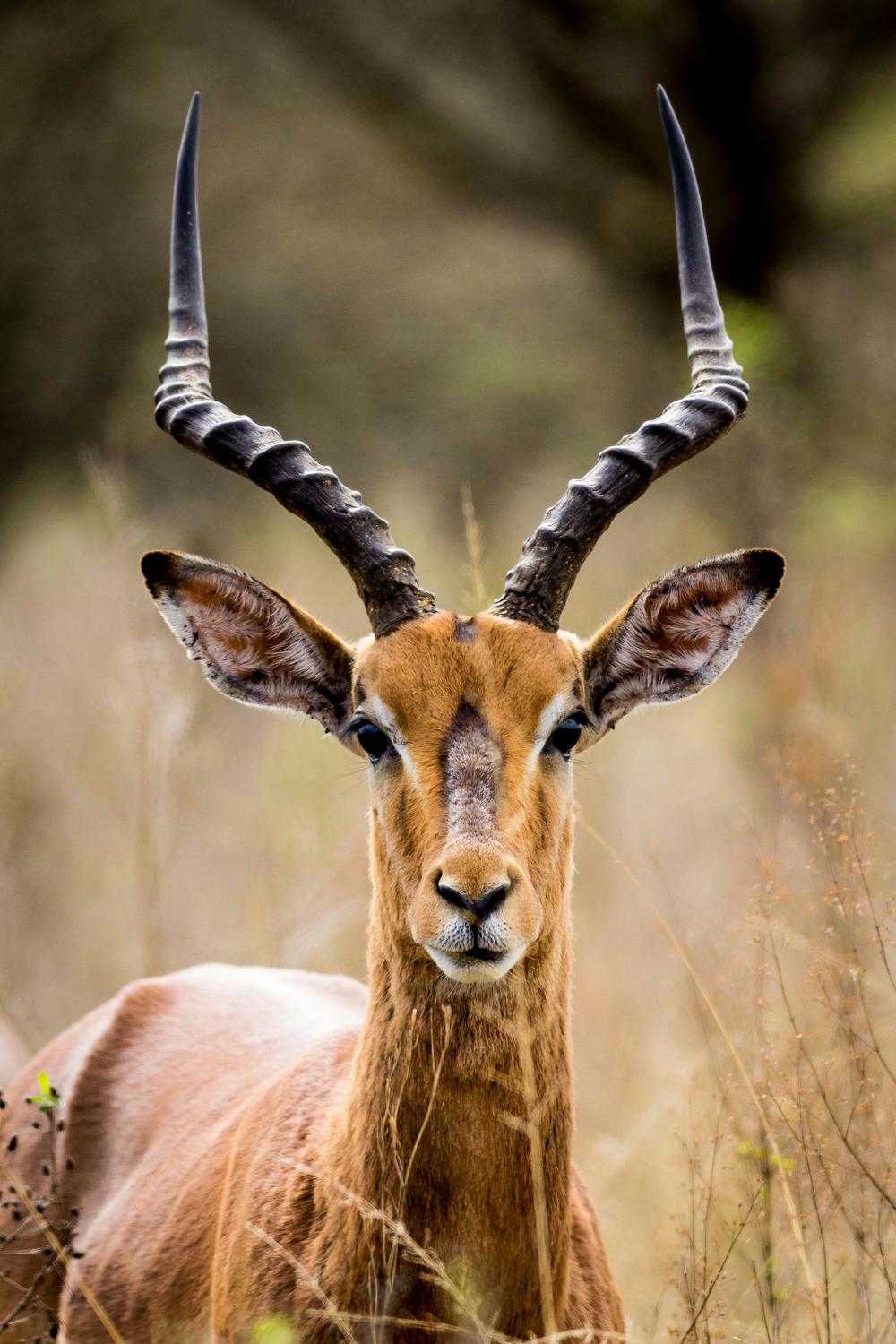 Impala v savani – posnetek o naravnem sproščanju stresa